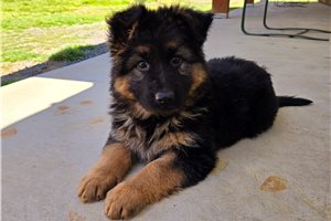 Bronze - puppy for sale