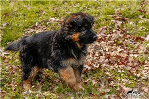 Dakota - German Shepherd for sale