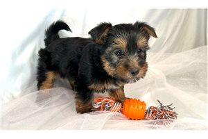 Bailey - Silky Terrier for sale