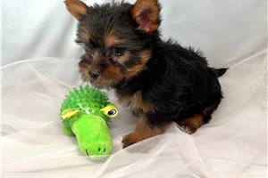 Brielle - Silky Terrier for sale