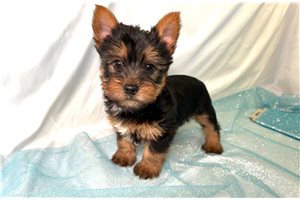 Benjamin - Silky Terrier for sale