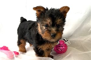 Bella - Silky Terrier for sale