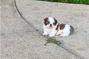 Cutzy Carrol - Shih Tzu for sale