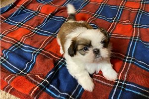 Bouncing Betty - Shih Tzu for sale