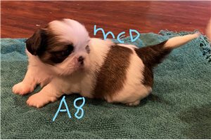 Alice - Shih Tzu for sale