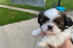 Jimbo - Shih Tzu for sale