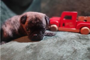 Fiona - Pug for sale