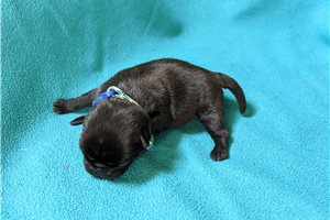 Wilma - Pug for sale