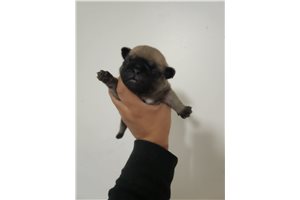Joey - Pug for sale