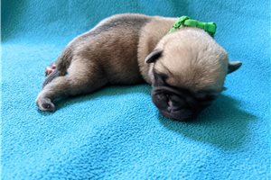 Weston - Pug for sale
