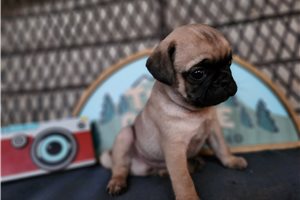 Danny - Pug for sale