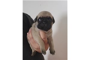 Danny - Pug for sale