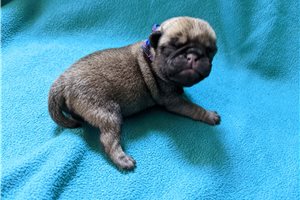 Winston - Pug for sale