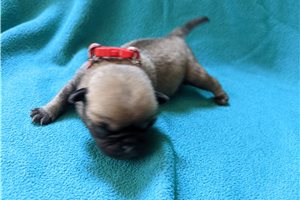 Warren - Pug for sale