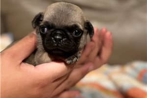 Carrie - Pug for sale