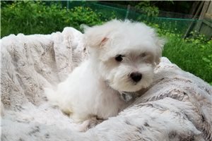 Cadbury - Maltese for sale