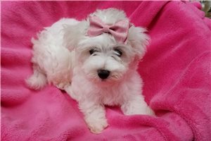 Lady Bunny - Maltese for sale