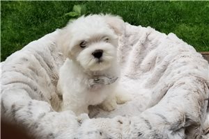 Mr Peeps - Maltese for sale