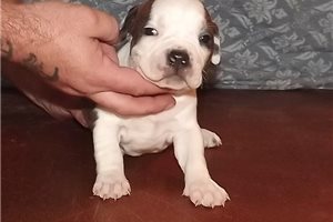 Delaney - American Bully for sale