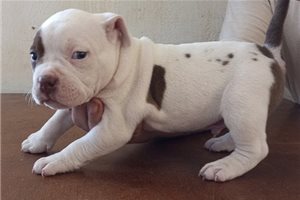 Grimly - American Bully for sale