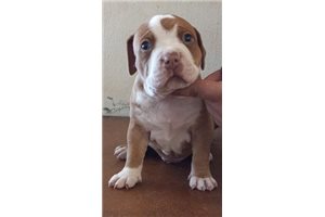 Megatron - American Bully for sale