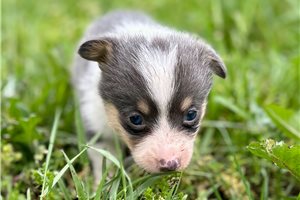 Badger - puppy for sale