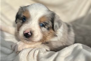 Jeremiah - puppy for sale