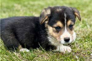 Blast - puppy for sale