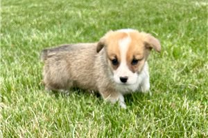Blane - puppy for sale