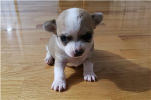 Cody - Chihuahua for sale