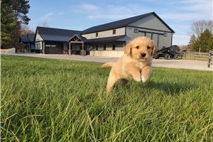 Iris - Golden Retriever for sale