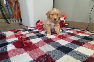 Ivory - Golden Retriever for sale