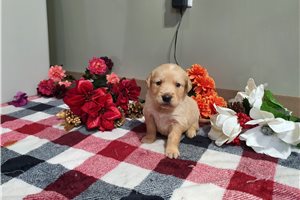 Iggy - Golden Retriever for sale