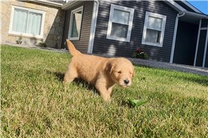 Kenneth - Golden Retriever for sale