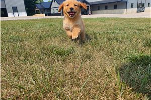 Kaleb - Golden Retriever for sale