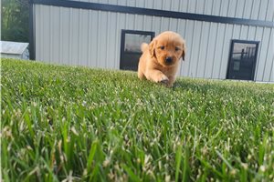 Kallie - Golden Retriever for sale