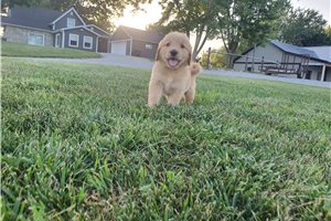 Kenneth - Golden Retriever for sale