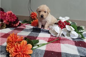 Isabella - puppy for sale