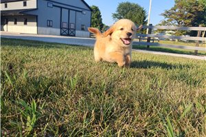 Katie - Golden Retriever for sale