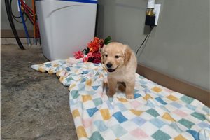 Linus - Golden Retriever for sale