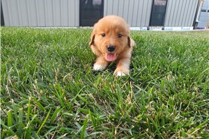 Kenzie - Golden Retriever for sale