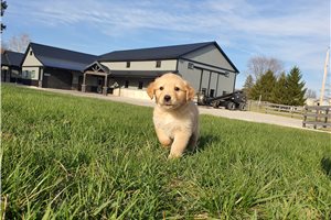 Irving - Golden Retriever for sale