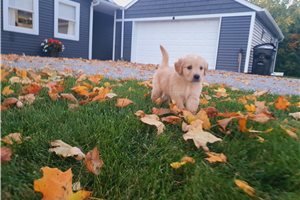 Leopold - Golden Retriever for sale