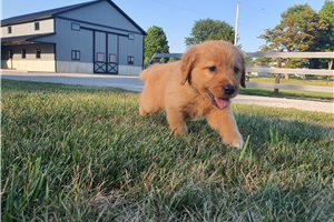 Kallie - Golden Retriever for sale