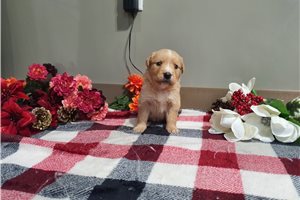 Ivanna - puppy for sale