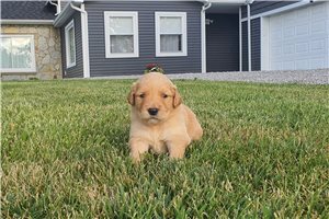 Kaleb - Golden Retriever for sale