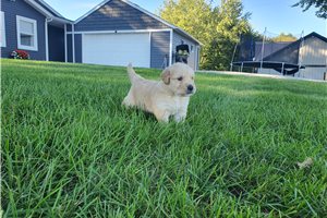 Leopold - puppy for sale