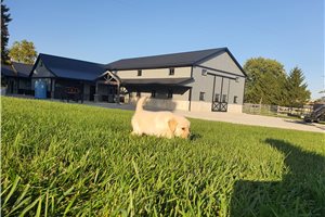 Leah, a Golden Retriever puppy