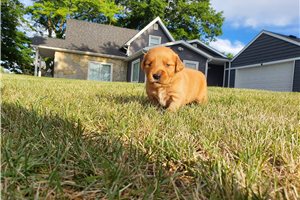 Kyra - puppy for sale