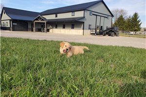 Iggy - Golden Retriever for sale